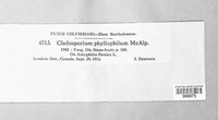 Cladosporium phyllophilum image